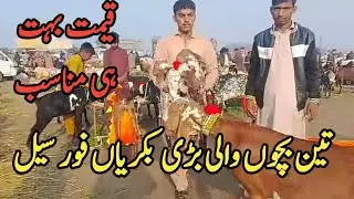 goat farming business in Pakistan