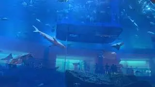 Dubai Mall | Aquarium | Vlog 2026 |