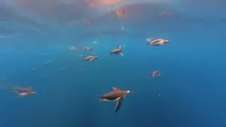Beneath the Ice: When Penguins Fly | Diaries of a Polar Guide