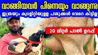 പശു ഫാം തുടങ്ങാൻ പശു വാങ്ങിക്കണോ, വീഡിയോ കാണു.| dairy farming tips malayalam 
