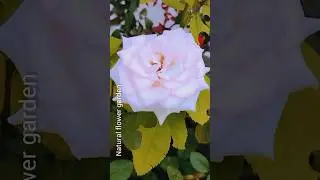 home gardening#garden flower#trendingshorts #flowers #gardenflowers #nature #beatifulnatur