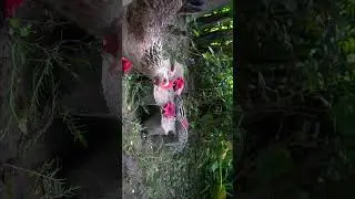 #nature #birds #cat #dog #pets #animals #reels #relaxing #shorts #viral #entertainment #cattv #funny