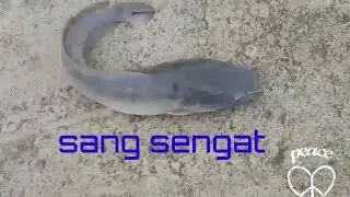 #pancingbaru #MYR25                                kail di sambar keli usah ditanya dimana tempatnya