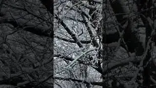 #shortvideos Philadelphia east Passyunk snow day