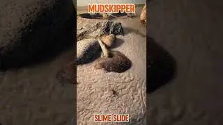 Weirdest animal escape moves pt3🔓#shortsfeed #shorts #animals #funfacts #fypage #fyp #viral