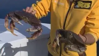 Crabbing 101!