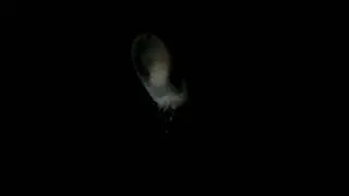 Juvenile Sea Cucumber (Leptosynapta clarkii)