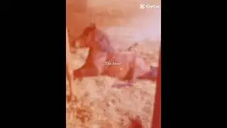 The dou ❤️❤️🐎🫶🫶🫶🫶🫶