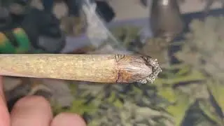 Cheese Kush Odc.2