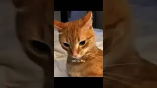 Funny CAT Moments 😂😂 episode 2674 #funnycats #cats #funnyanimals #petsofinstagram