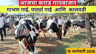 कराड गाय बाजार | गाभण  गाई पार्ट्या गाई आणि कालवडी| 15 जानेवारी 2026  