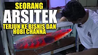 Budidaya Ikan Gabus Hias alias Channa!!! Dari yang Murah Hingga Bernilai Jutaan