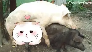 Pig mating 2024 Full ★ Dusama Farms! #65