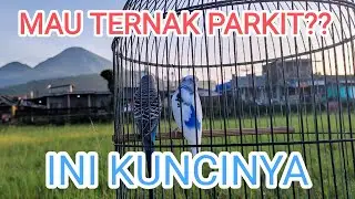 CIRI CIRI PARKIT SIAP TERNAK