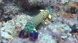 Witness the Incredible Peacock Mantis Shrimp in Stunning Coral Reef Action!