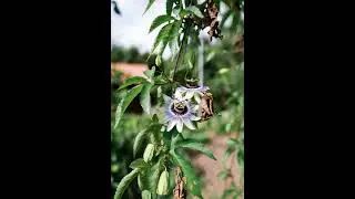 🌿 *Pasiflora: La Flor de la Calma*#Pasiflora #Relajaci&oacute;n #SaludMental