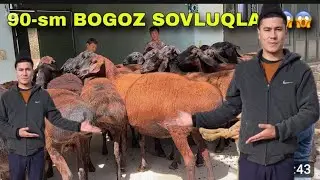 😱100 BOSH 90/sm BOʻGʻOZ QOʻYLARNI YANGI PARTIYASI DIYORBEKA KELDI NARXI MEGA AKSIYA SHOSHILAMIZ 💥