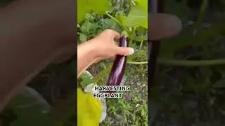 HARVESTING EGGPLANT 🍆🍆🍆 #harvesting #eggplant #talong #garden #gardening #shortsfeed #short #gulay