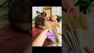 📽️What will he draw from the deck for you?🐰🔮🎞️ Reading in the Description📜