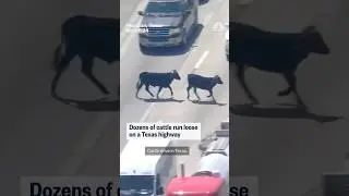 Dozens of cattle run loose on Texas highway