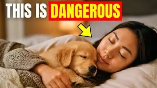 10 DANGEROUS Habits to Avoid When Sleeping With Your Dog | Dog Care Tips