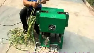 Industrial Garlic Root Cutting Machine|Garlic Root Cutter Machine Manufacturer