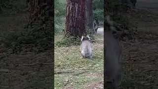 The Running Koala