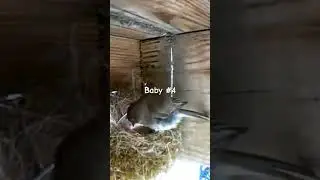 Eastern Phoebe Update: 4 Babies!