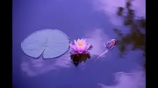 Medita&ccedil;&atilde;o e Reiki - Musica - Boas Energias - Bem Estar - Aumentar Concentra&ccedil;&atilde;o - Foco - Intelig&ecirc;ncia