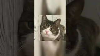 Кого ты любишь?И снова папа! #веселыекоты #funnyvideos #cute #видосыоткота #прикольныекоты #cat