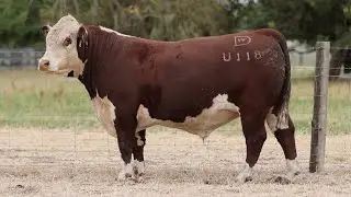 Lot 79 DAYU118 Days Whiteface 2025