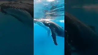 blue 💙 whale 🐋