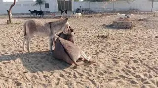 Biggest donkey feeding the little donkey kid in my village #animals #donkey #shortvideo #nature 