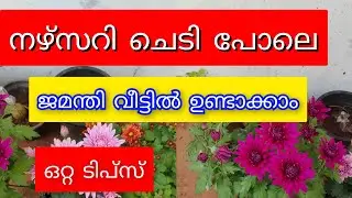 ജാമന്തി പൂക്കളുടെ ലോകം | All Types of Jamantipokkal | Evergreen Garden Video