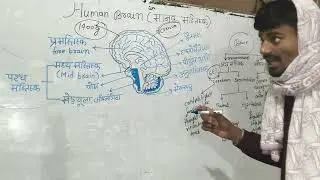 Human#brain#and#types