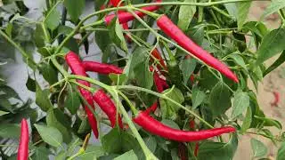 Bird pepper seeds-hot chili seeds in china-pungent fruit-good yield-for dry #chillipepperseeds