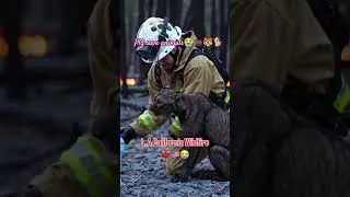 PLZ WATCH WILDFIRE L.A.CALIFORNIA #trending #CALIFORNIA #animals #short #save #losangeles #wildfire