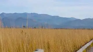 Wheat Field and Blue Mountains