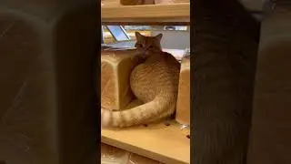 That Orange Cat Look&hellip; 🍞