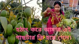 হঠাৎ করে আমার  এই গাছটার কি হয়ে গেল। 😭😱😭