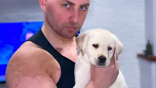 IL MIO PICCOLO LABRADOR NELLA NOSTRA FAMIGLIA