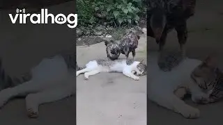 Cat Just Wants To Sleep || ViralHog