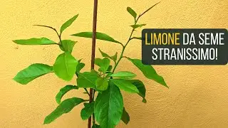 LIMONE🌱da seme stranissimo | Food Stories