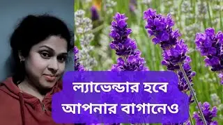 সহজেই বীজ থেকে চারা হবে ল্যাভেন্ডারের|how to grow lavender from seed#lelavender #@Upabana08#vivo