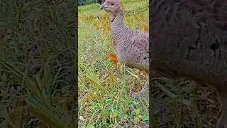 #dakniteetar #bird #dakniteetervoice #teetarkiawaz #teetarsound