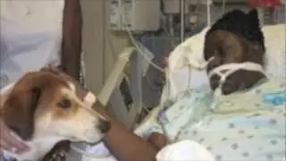 Animal-Assisted Therapy benefits