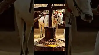 Traditional Groundnut Oil Making #groundnut #groundnutoil #food #streetfood