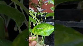 2 month growth of मनीप्लांट🌱#shorts #pothos #youtubeshorts #plantlover #naturelovers #nature