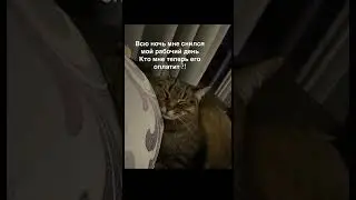 Жизнь кота 😆 #юмор #rek #мем #love #мемас #cat