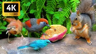 Cat TV for Cats to Watch 😺🐦 Singing Squirrels, Cute Birds and Chipmunks 🐿 Cat Games 4K HDR